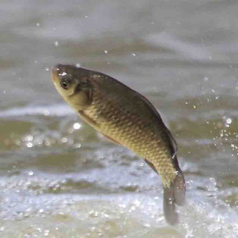 樂欣根治草魚爛腮