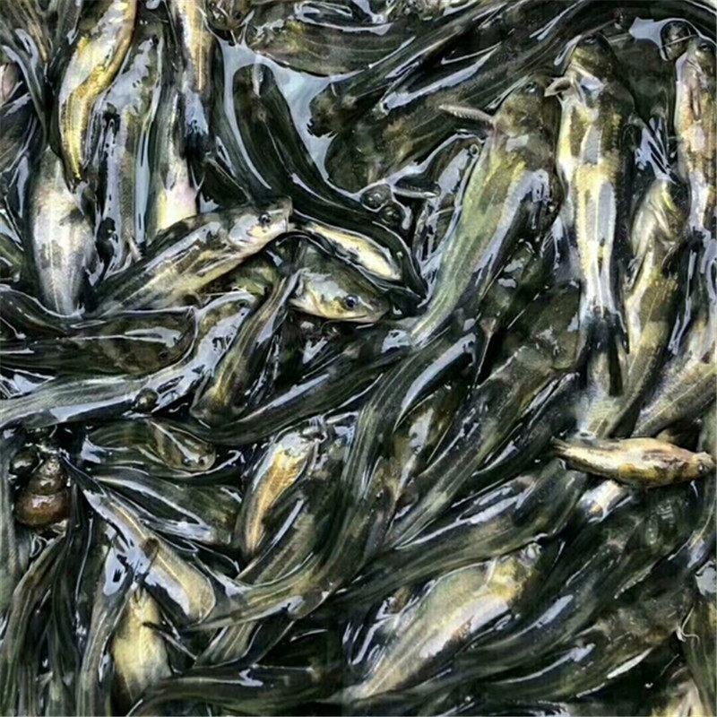 酚安酸解決水質問題